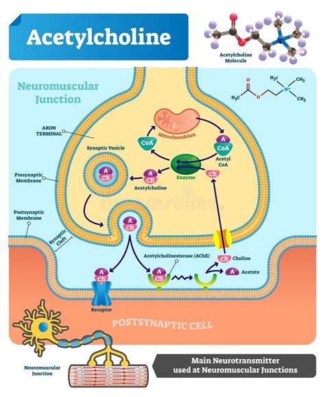 lack of acetylcholinesterase in the synaptic cleft|Acetylcholinesterase is required for neuronal and muscular  .
